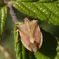 carpocoris_fuscispinus5md (Carpocoris fuscispinus)