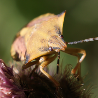 carpocoris_fuscispinus6md (Carpocoris fuscispinus)