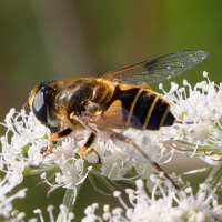 eristalis_horticola2md