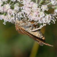 euclidia_glyphica8md (Euclidia glyphica)