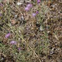 centaurea_stoebe1md (Centaurea stoebe)