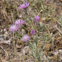 Centaurea stoebe (Centaurée rhénane, Centaurée du Rhin)