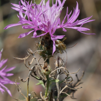 centaurea_stoebe3md (Centaurea stoebe)