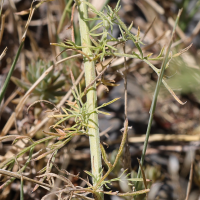 centaurea_stoebe4md (Centaurea stoebe)