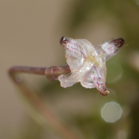 elodea_nuttallii10md (Elodea nuttallii)