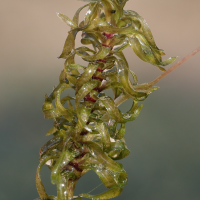 elodea_nuttallii9md (Elodea nuttallii)