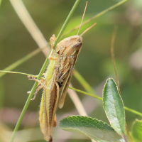 chorthippus_albomarginatus2bd (Chorthippus albomarginatus)