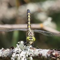 onychogomphus_forcipatus10bd