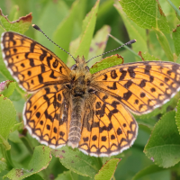 boloria_selene6md (Boloria selene)