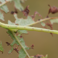 chloroclysta_siterata_ch3md (Chloroclysta siterata)