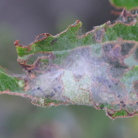 choreutis_pariana_ch2md (Choreutis pariana)