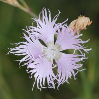 dianthus_hyssopifolius3md (Dianthus hyssopifolius)