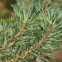 Pinus nigra ssp. calabrica (Pin laricio)