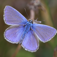 polyommatus_icarus2md