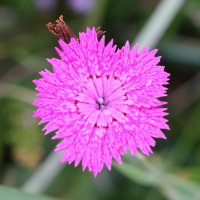 dianthus_seguieri_pseudocollinus5md (Dianthus seguieri ssp. pseudocollinus)