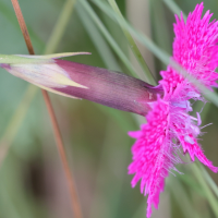 dianthus_seguieri_pseudocollinus6md (Dianthus seguieri ssp. pseudocollinus)