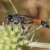 ammophila_sabulosa6md (Ammophila sabulosa)