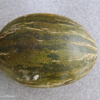 cucumis_melo6md (Cucumis melo)