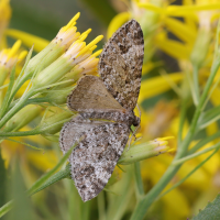 Lepidoptera caesiata (Entephrie commune, Larentie bleuâtre)