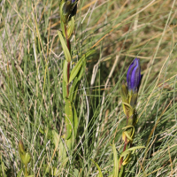 gentiana_pneumonanthe7md