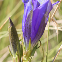 gentiana_pneumonanthe8md