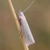 crambus_perlellus2bd (Crambus perlellus)