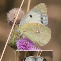 colias_hyale5md