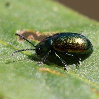 Gastrophysa viridula (Chrysomèle à gros ventre, Chrysomèle de l'oseille)