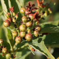 lysimachia_vulgaris8md