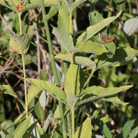 lysimachia_vulgaris9md