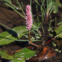 persicaria_amphibia5md