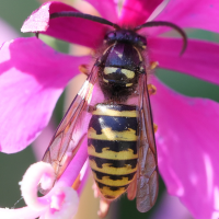 vespula_vulgaris5md (Vespula vulgaris)