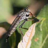 Neomochtherus geniculatus (Asile)