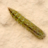 emmelina_monodactyla_ch3md (Emmelina monodactyla)