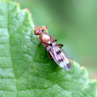 Geomyza nartshukae/tripunctata (Mouche des céréales, Mouche des graminées)