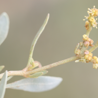 halimione_portulacoides6md