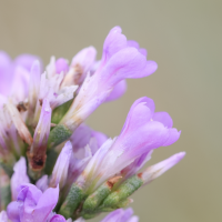 limonium_auriculiursifolium4md