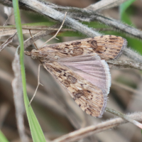 nomophila_noctuella9bd