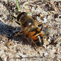 eristalis_tenax8bd (Eristalis tenax)