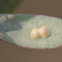 Wilsoniana portulacae (Rouille blanche du pourpier)