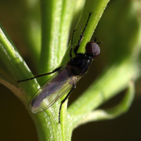 dilophus_febrilis7md (Dilophus febrilis)