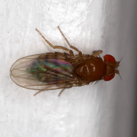 Drosophila sp. (Drosophile, Mouche, Moucheron)