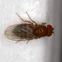 drosophila_sp1md