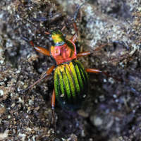 carabus_auronitens3md (Carabus auronitens)