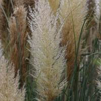 cortaderia_selloana8md (Cortaderia selloana)