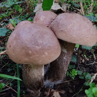 leccinum_duriusculum2bd