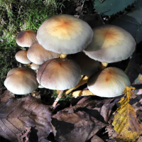 hypholoma_fasciculare10mdjpg