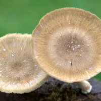 lentinus_brumalis2md