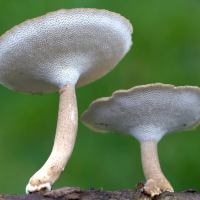 lentinus_brumalis3md