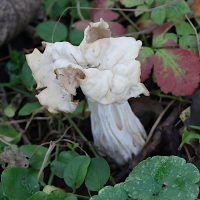 helvella_crispa6md